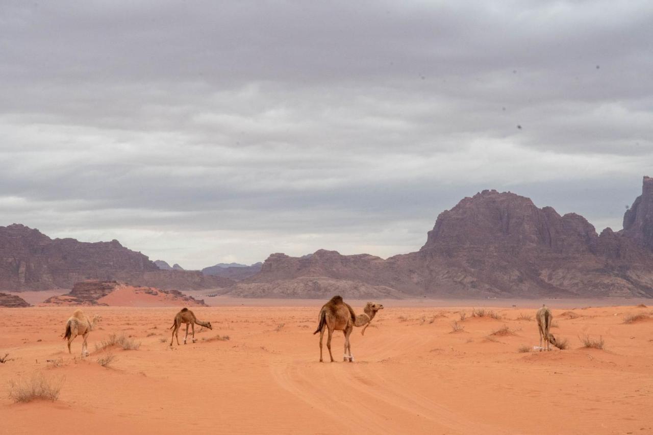 Wadi Rum Nights Exterior foto